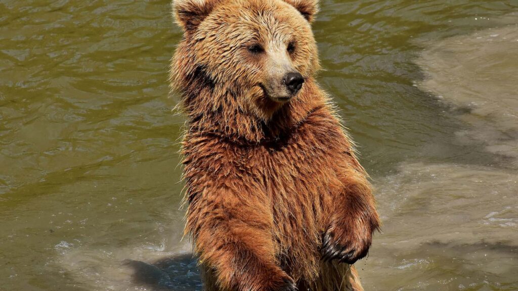 Brasov Bears